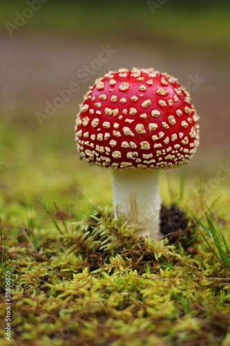 Fly agaric (Amanita muscaria)