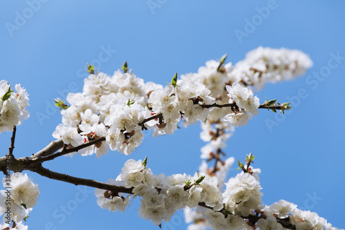 blossoming apple tree with ...