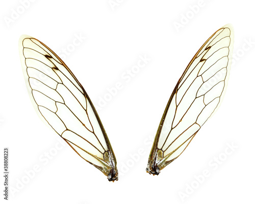 Isolated Cicada (Jar FLy) Wings