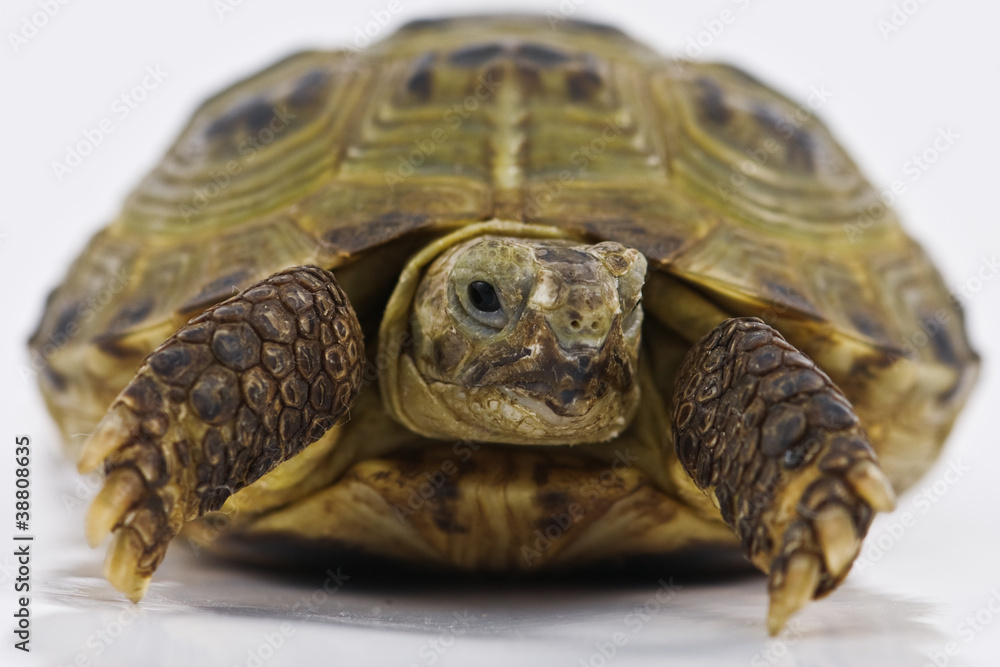 Obraz premium tortoise