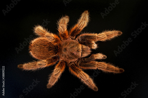 Tarantula on black