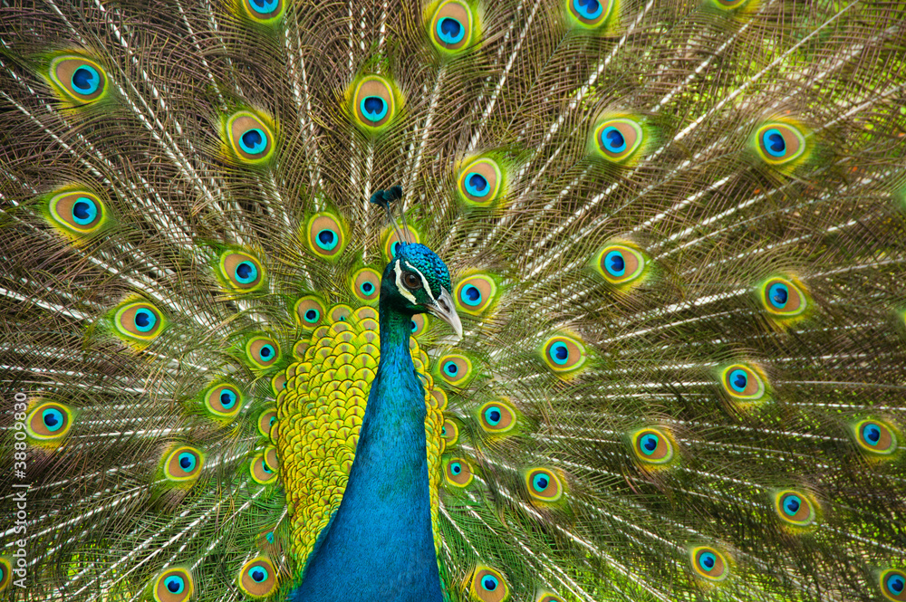 Fototapeta premium peacock pride