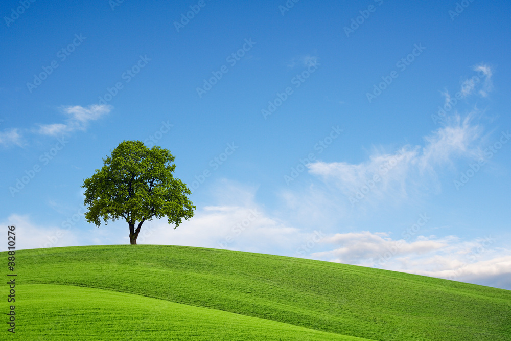 Fototapeta premium Field,tree and blue sky