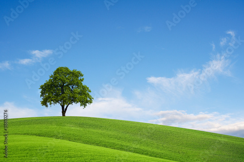 Field tree and blue sky
