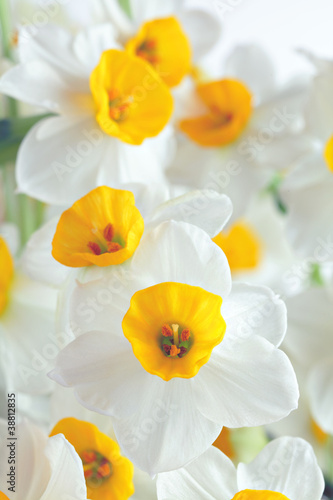 Fototapeta Naklejka Na Ścianę i Meble -  narcissus flowers