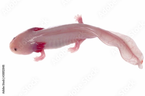 albefaction American Axoloto salamander newt photo