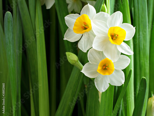 Photo narcissus flowers