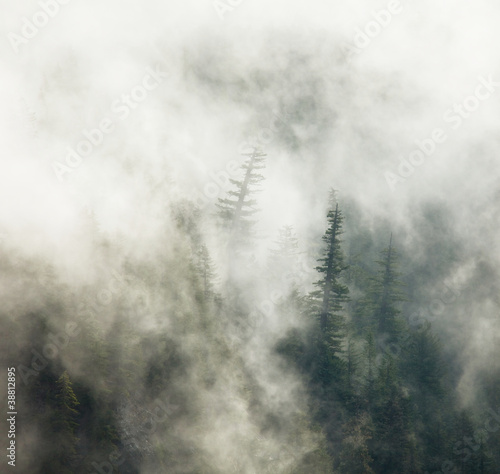 Fog in forest © Galyna Andrushko