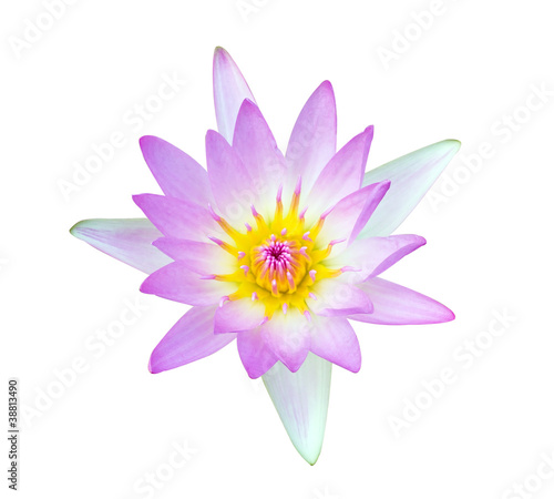 Beautiful lotus flower on white