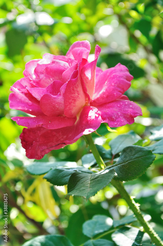 Wallpaper Mural Beautiful pink rose in a garden Torontodigital.ca