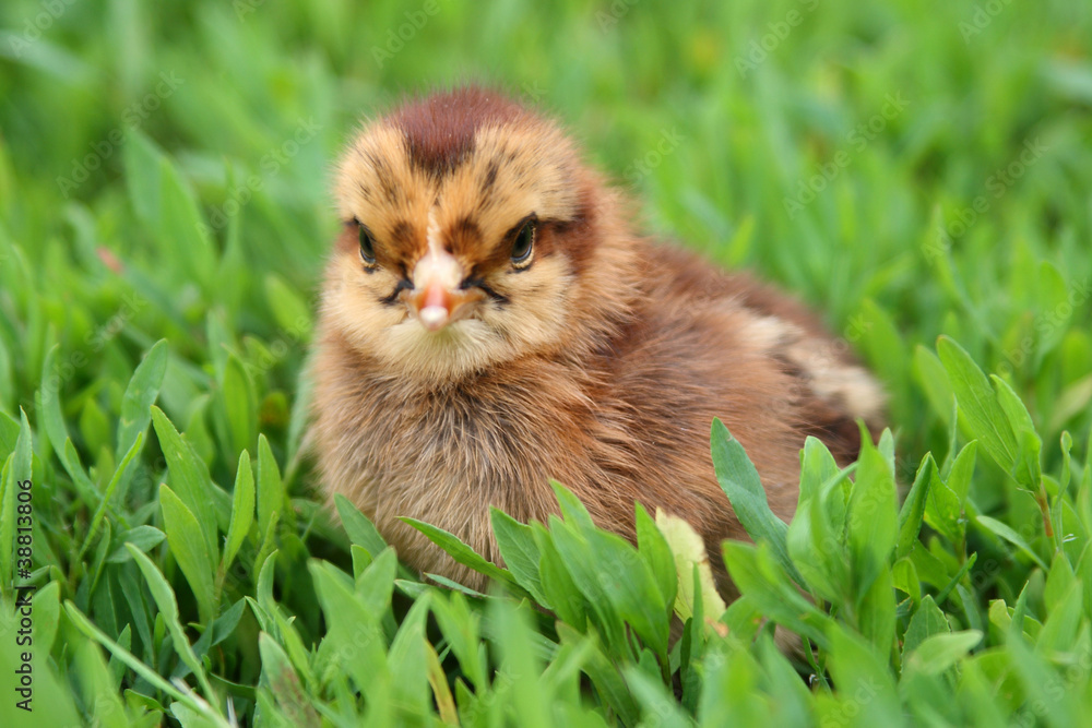Fotografia Yellow chicken