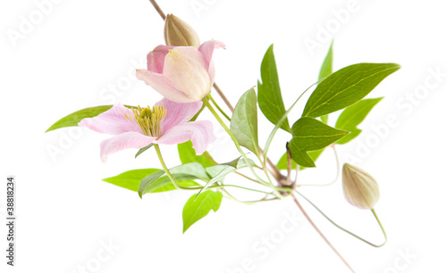 pale pink clematis  buds and leaves isolated on white