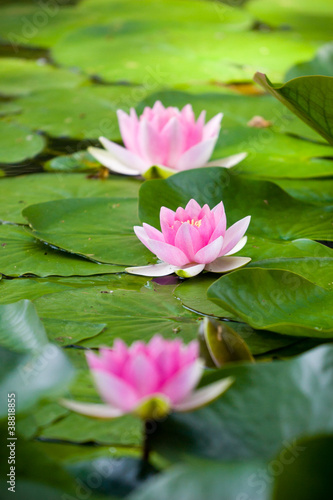 Water lily