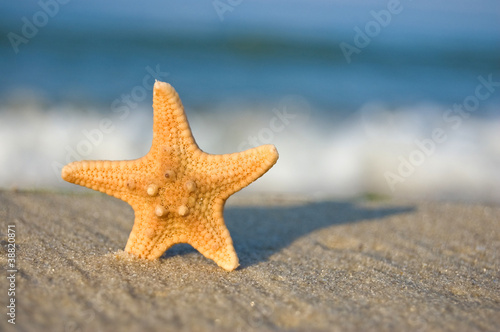 a starfish on a sandy beach against blue sky © Soyka