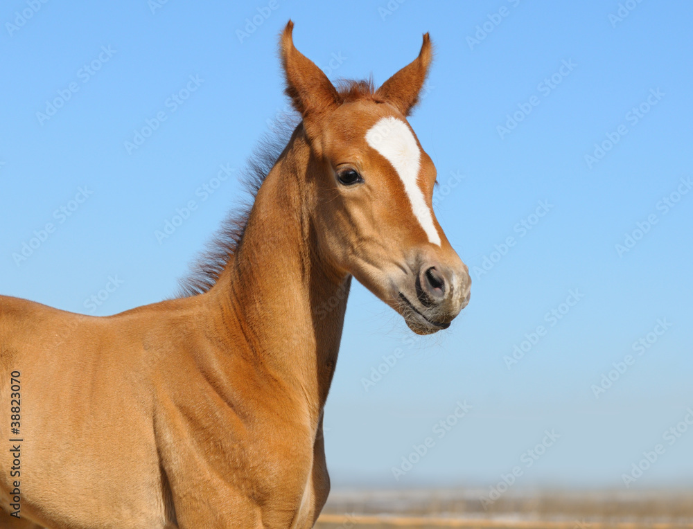 Fototapeta premium Newborn foal - only 5 days