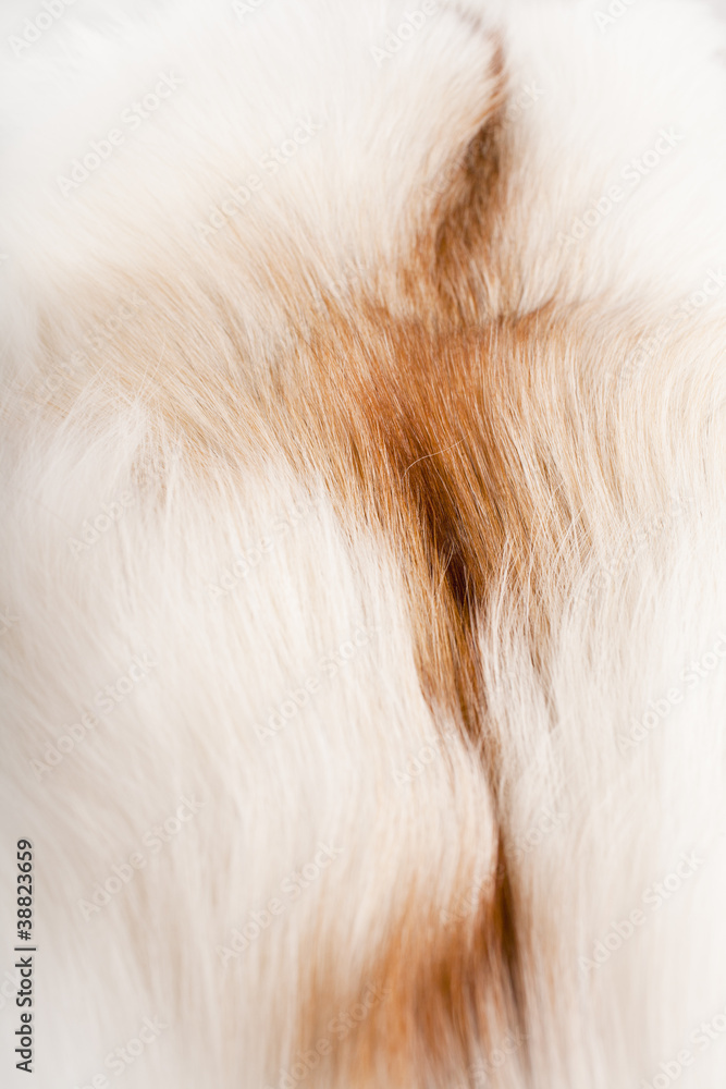 Fototapeta premium fur background