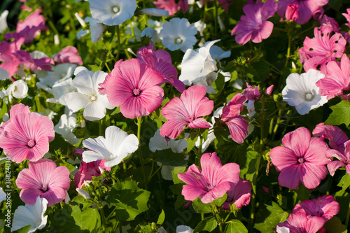 Pink Lavatera flower photo