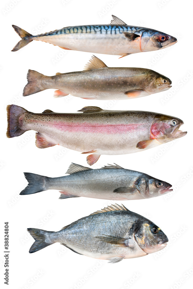 Obraz premium fish collection