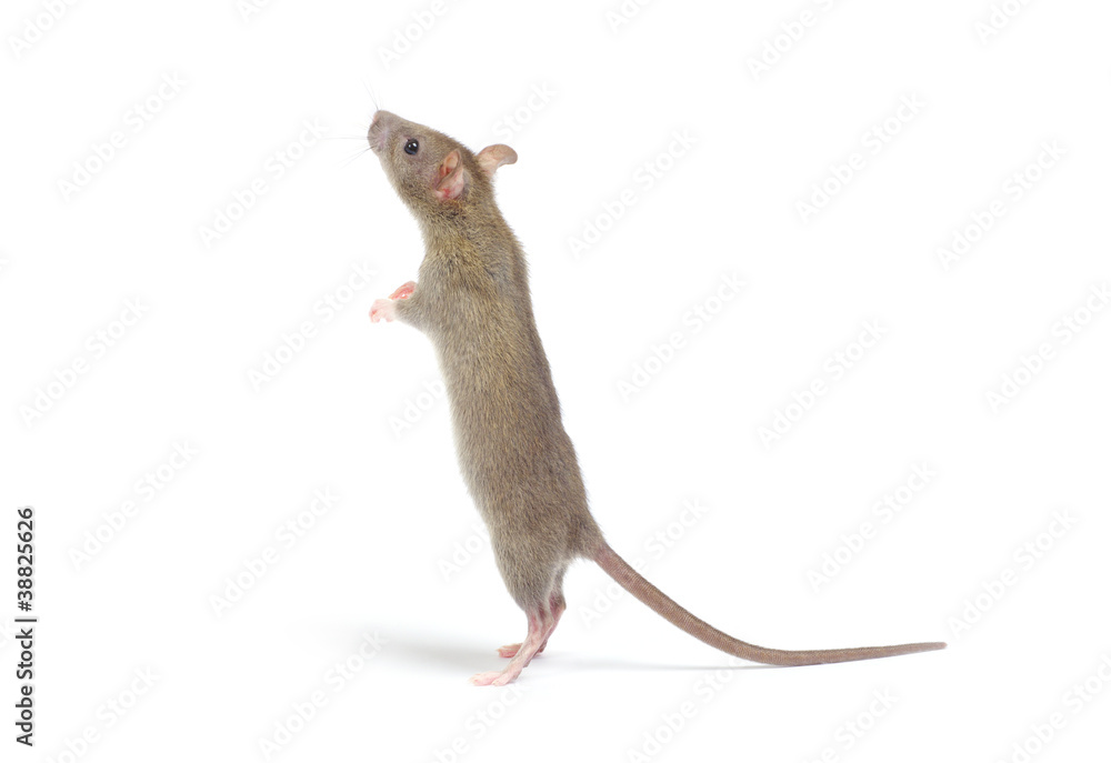 rat rat