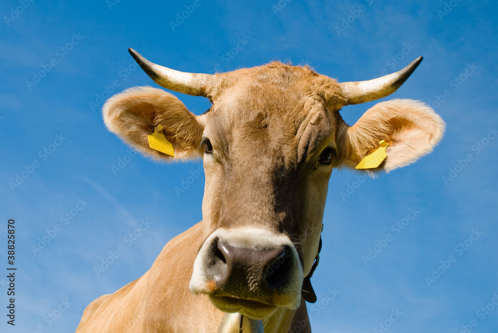 Cow in Alps Cow in Alps