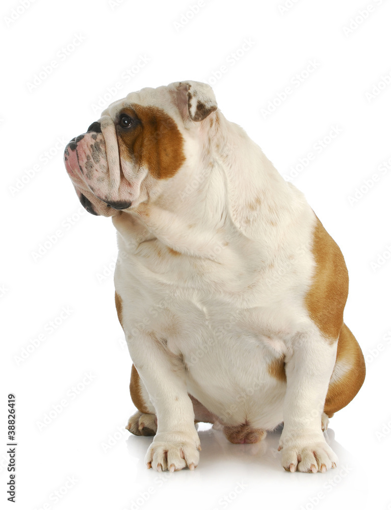 bulldog