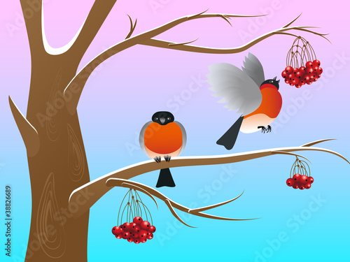 Bullfinches