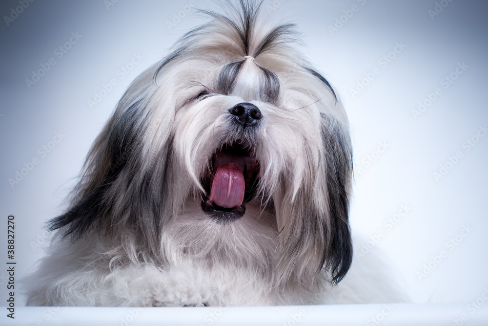 Shih tzu dog Shih tzu dog