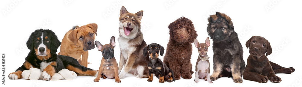 large group of puppies - obrazy, fototapety, plakaty 