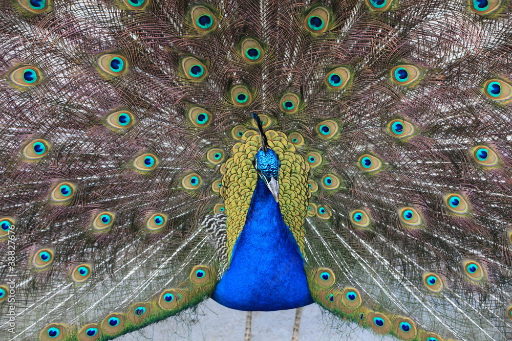 Obraz premium Pfau in Nahaufnahme