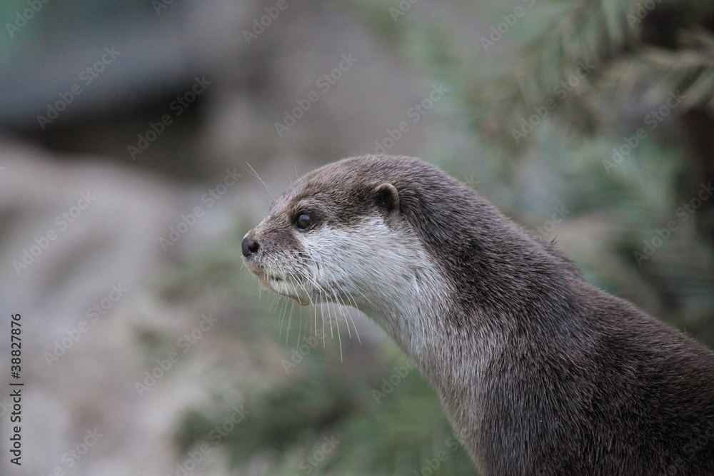 Kurzkrallenotter in Nahaufnahme Kurzkrallenotter in Nahaufnahme