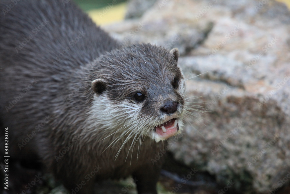 Kurzkrallenotter in Nahaufnahme Kurzkrallenotter in Nahaufnahme