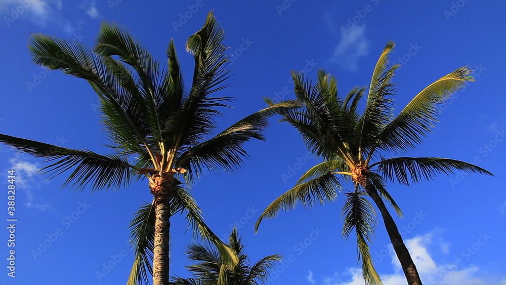 Palm Trees and Blue Sky with Clouds Palm Trees and Blue Sky with Clouds