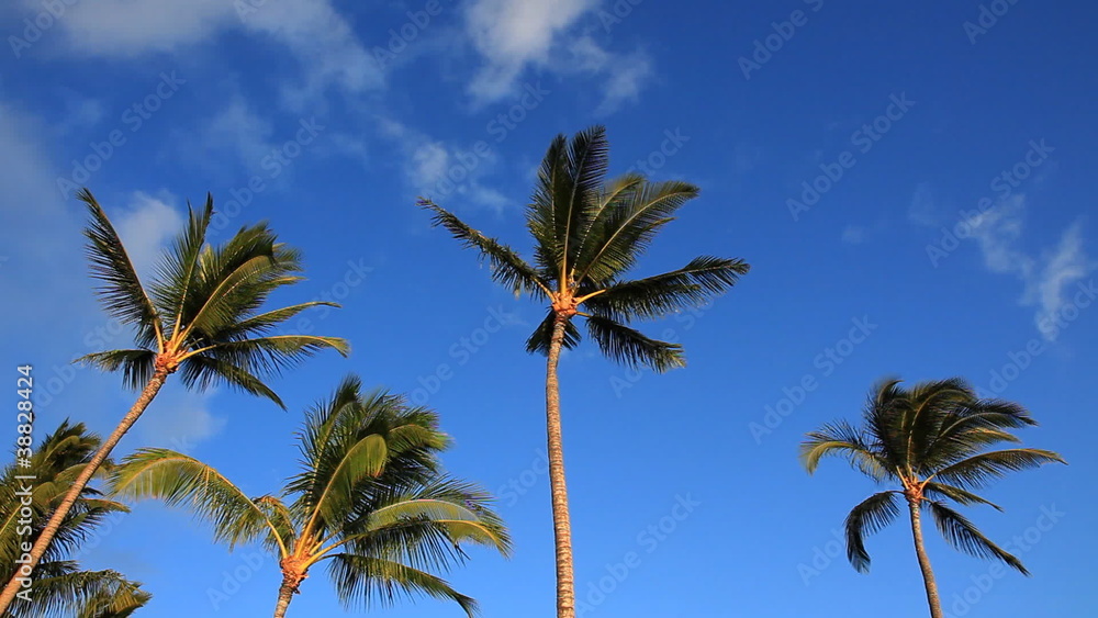 Palm Trees and Blue Sky with Clouds Palm Trees and Blue Sky with Clouds