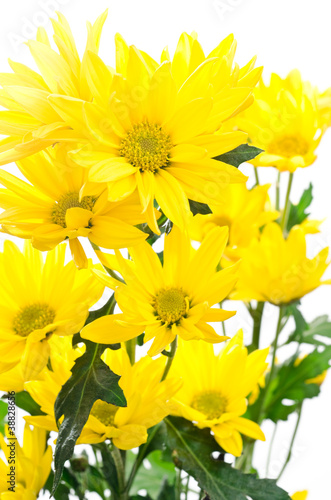 黄色い菊の花