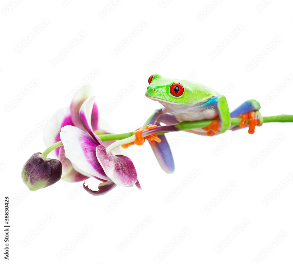 Fototapeta premium Tree Frog on Orchid