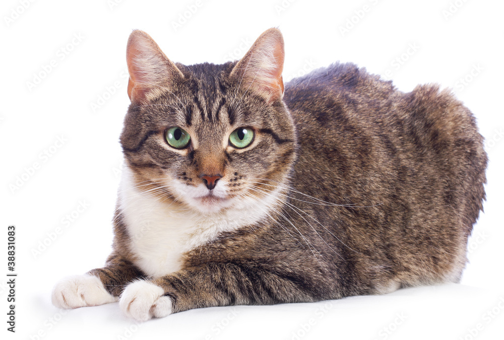 Obraz premium european cat