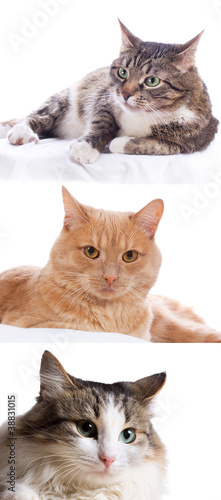 Fototapeta Naklejka Na Ścianę i Meble -  set with different cats