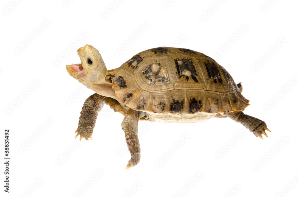 Naklejka premium pet turtle tortoise