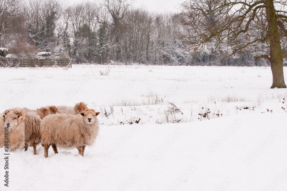 Naklejka premium Flock of sheep