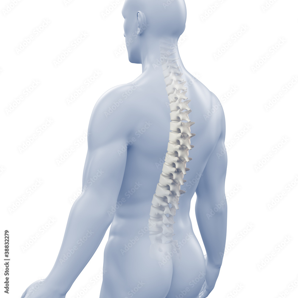 Männlicher Rücken mit Wirbelsäule
