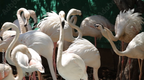 Group of flamingo in the zoo