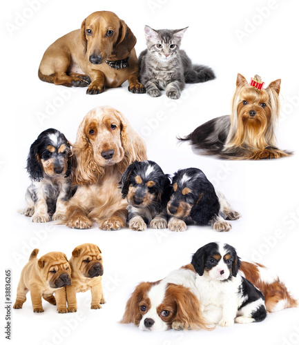 Group of cats and dogs in front of white background © liliya kulianionak