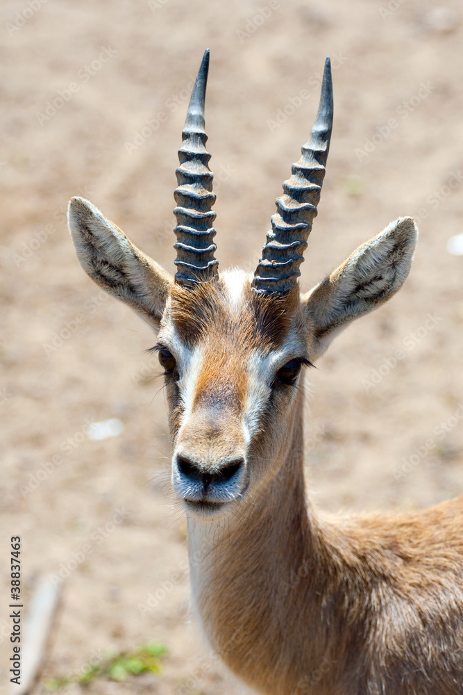 Gazelle in safari Gazelle in safari