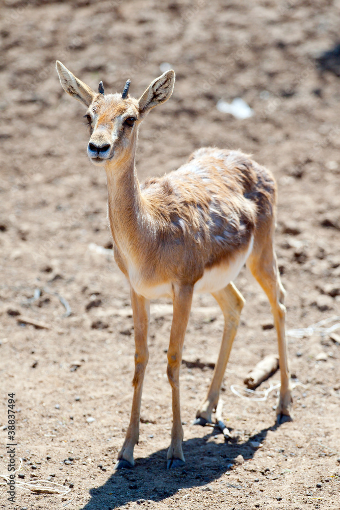 Fototapeta premium Gazelle baby in safari