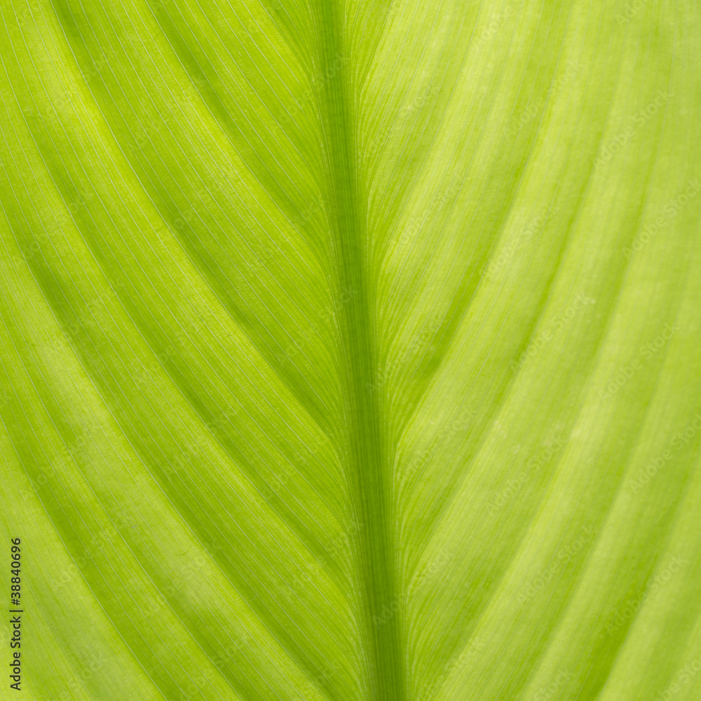 Texture of a green leaf as background Texture of a green leaf as background