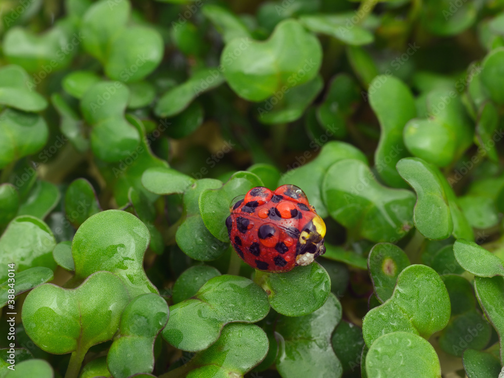 Ladybird Ladybird