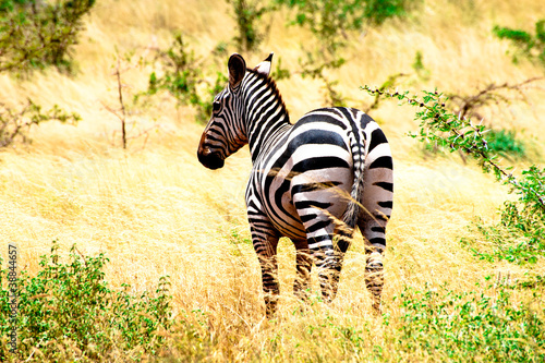 Zebra grazing in Kenya in Savannah