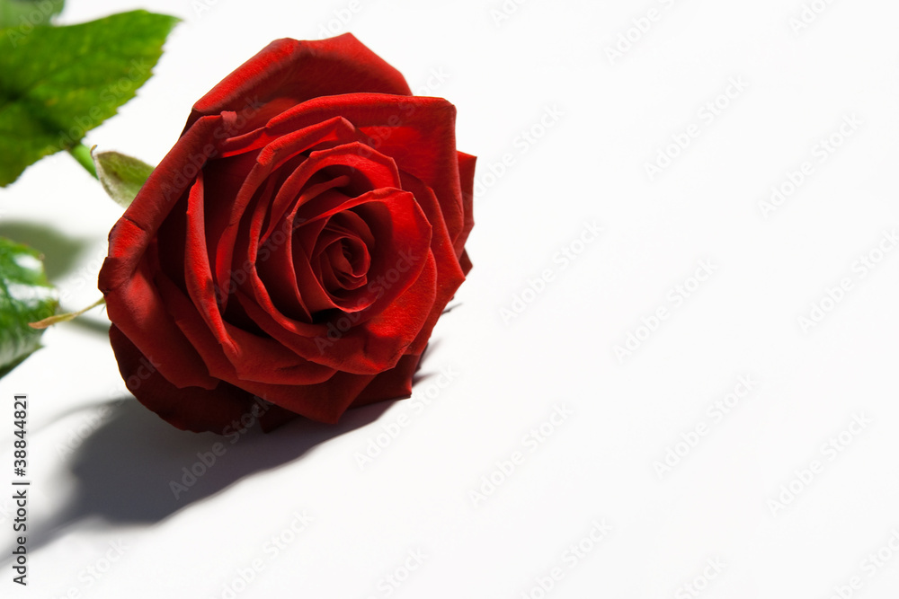 Rosenblüte rot, auf hell Rosenblüte rot, auf hell