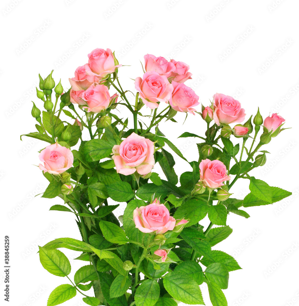 Obraz premium Bush with pink roses and green leafes