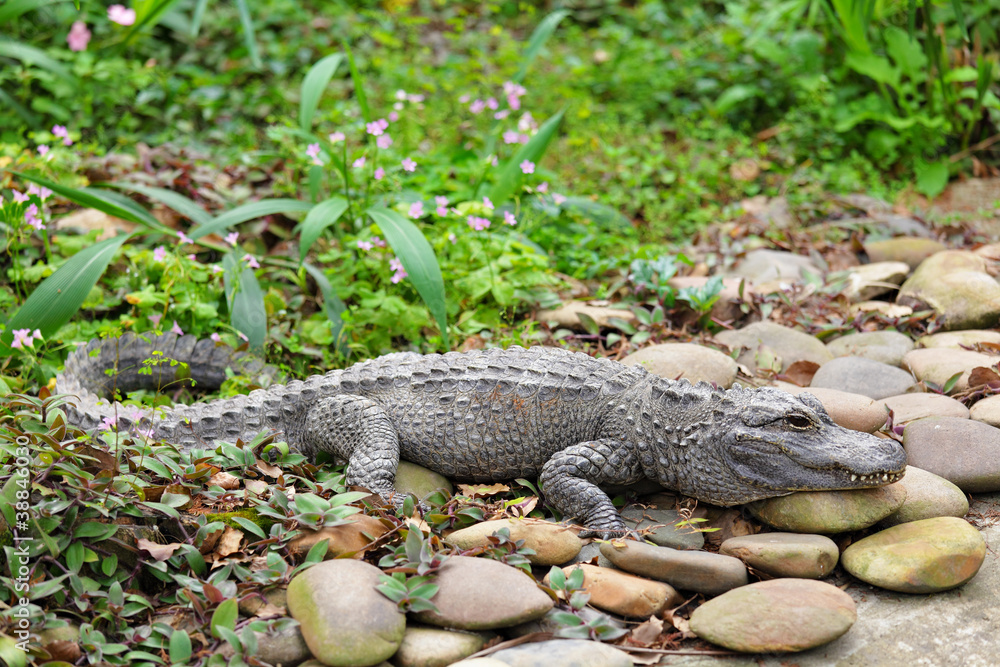 crocodile crocodile